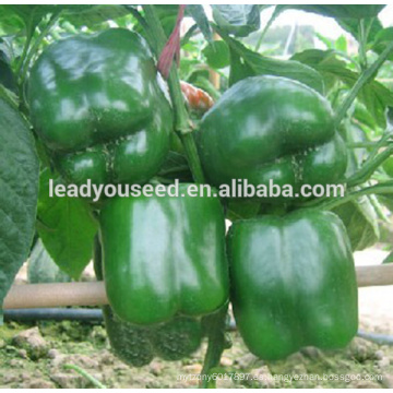 MSP01 Nanjing Precio de las semillas de pimiento recién linterna híbrido